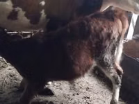 بقرة, Simmental cattle — الصورة 3