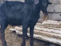 تيس, Anatolian Black goats — الصورة 4