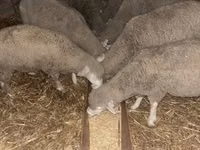 كبش, Ile-de-France sheep — الصورة 1