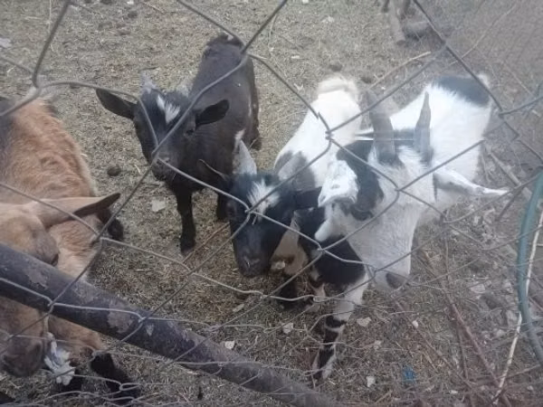 Goats (batch, sex not specified), Goats