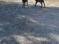 Ziege, Nubian Goat — Foto 7