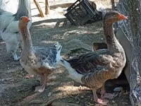 Geese — Foto 2