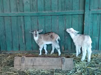 Goats (batch, sex not specified), Saanen goat — photo 8