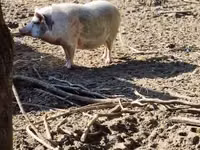 Sow — photo 1