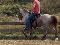 Hengst, Rocky Mountain Horse — Foto 6