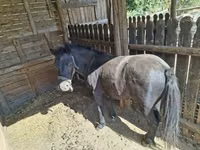 Horse (M), Horses — photo 2