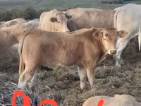 Rinder (Partie, Geschlecht nicht angegeben), Blonde d’Aquitane cattle — Foto 1