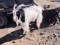 عنزة, Angora goats — الصورة 1