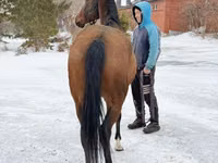 Yegua, Akhal-Teke — foto 5