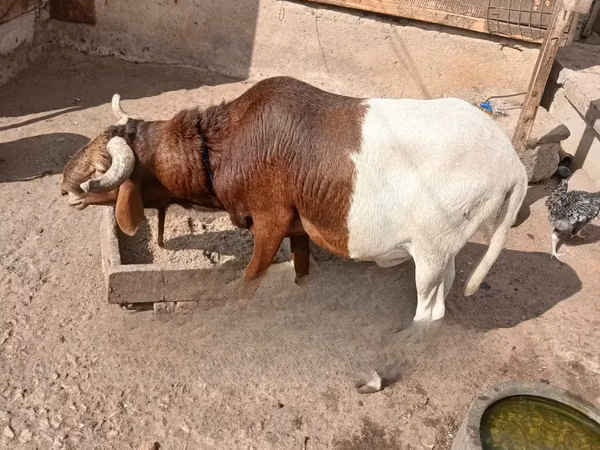 Ram, South meat sheep