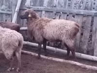 كبش, Edilbay sheep — الصورة 2
