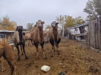 Camellos (lote, sexo no especificado), Nar-Maya camel — foto 1