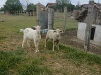 Ram, Merino sheep — photo 1