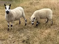 Schaf, Cerry Hill sheep — Foto 4