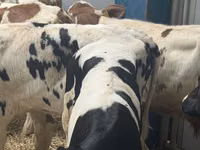 Cattle (batch, sex not specified), Simmental cattle — photo 5