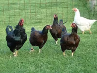 Chickens — Foto 1