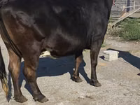 गाय, गोलस्टीन नस्ल — फ़ोटो 1