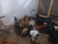 Chickens — 照片 2