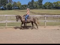 घोड़ी, Kentucky mountain daddle horse — फ़ोटो 6