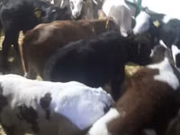 公牛, Limousin cow — 照片 3