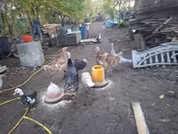 Turkeys — Foto 2