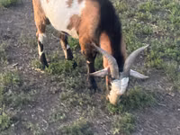Ziegenbock, Ziegen — Foto 3