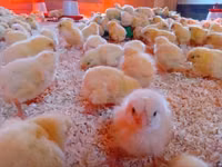 Chickens — Foto 2