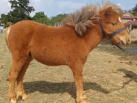 Hengst, Miniature horse — Foto 1