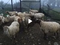 Oveja, Ovejas — foto 3
