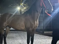 公马, Orlov Trotter — 照片 3