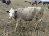 Vaca, Vaca roja sin cuernos — foto 5