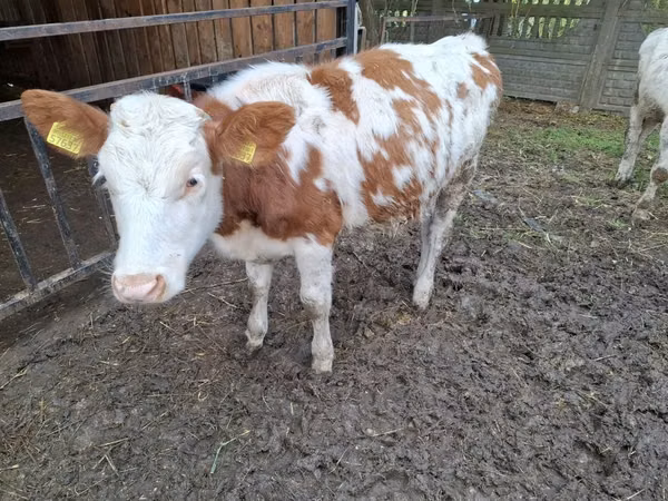 بقرة, Simmental cattle