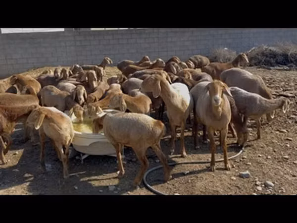 نعجة, الأغنام