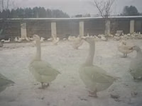 Chickens — الصورة 2