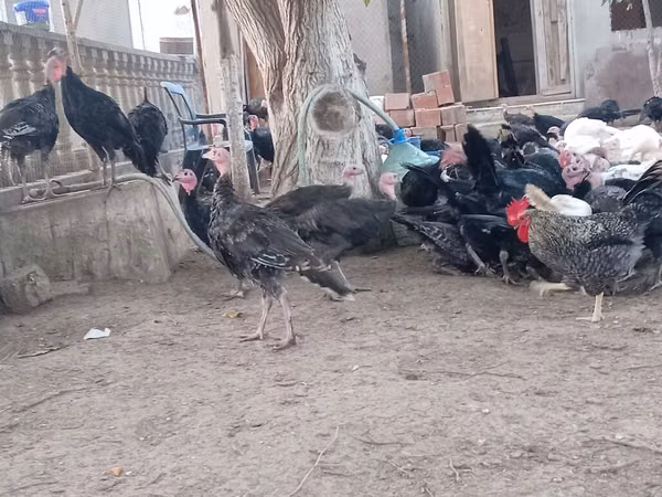 أمريكان باف