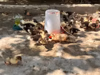 Ducks — الصورة 1