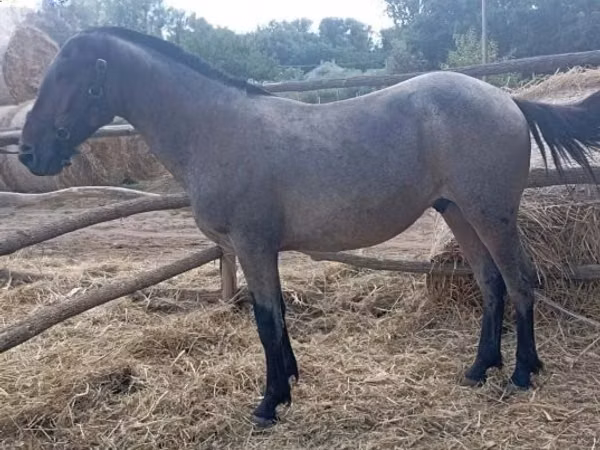 Caballo, Caballos