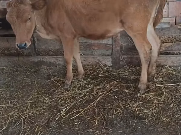 गाय, मवेशी