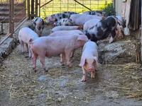 Eber, Schweine — Foto 8