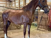 Stute, Dutch warmblood horse — Foto 2