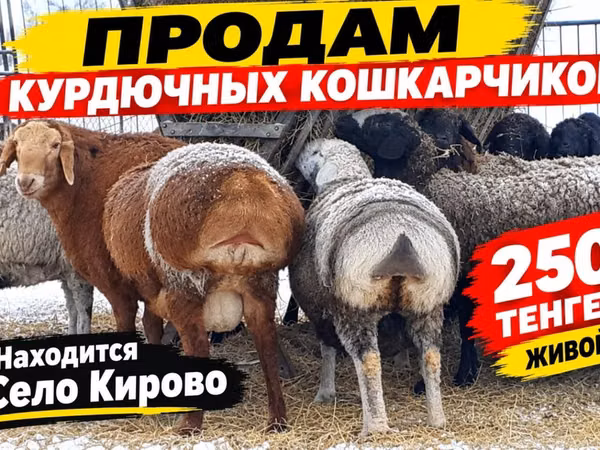 Баран, Казахская курдючная грубошёрстная овца