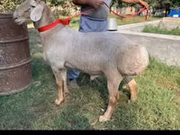 मेढ़ा, Arashan sheep — फ़ोटो 3