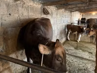 Cow, Swiss cattle — photo 2