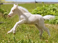 公马, American shetland pony — 照片 3