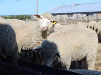 Ram, Kuibyshev sheep — photo 1