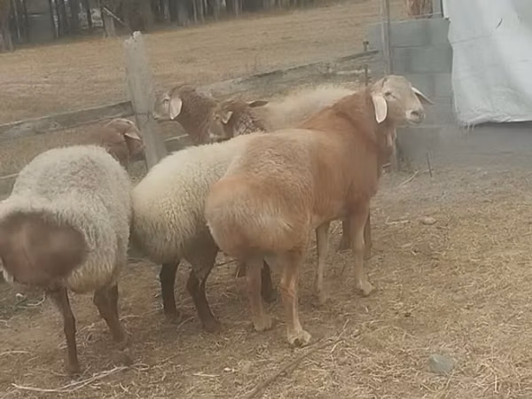 Ram, Sheep