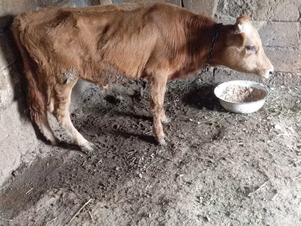 Bull, Cattle