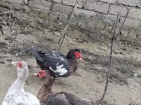 Geese — 照片 4