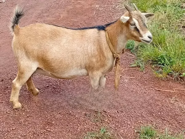 Goats (batch, sex not specified), Nubian Goat