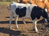Cow, Russian Black pied cattle — photo 2